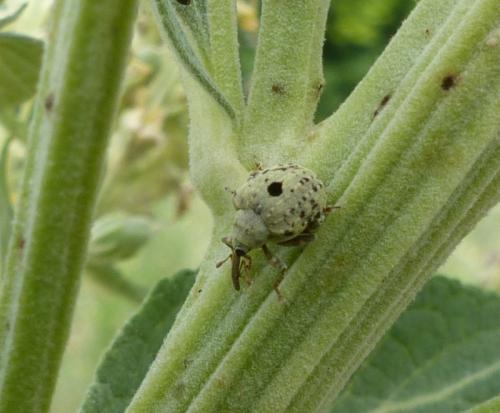 Réf. 277 648 : Cionus sp.